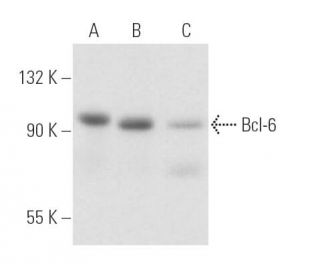 Bcl-6 Antibody (PG-B6P) - Western Blotting - Image 17094 
