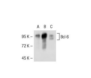 Bcl-6 Antibody (D-8) - Western Blotting - Image 52635