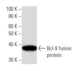 Bcl-9 Antibody (2071C3a) - Western Blotting - Image 16570