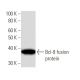 Bcl-9 Antibody (2071C3a) - Western Blotting - Image 16570