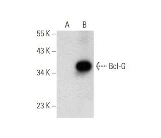 Bcl-G Antibody (E-10) - Western Blotting - Image 303388