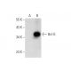 Bcl-G Antibody (E-10) - Western Blotting - Image 303388