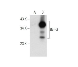 Bcl-G Antibody (F-8) - Western Blotting - Image 297861