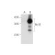 Bcl-G Antibody (F-8) - Western Blotting - Image 297861