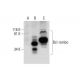 Bcl-rambo Antibody (G-9) - Western Blotting - Image 289717