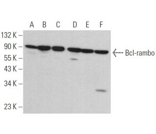 Bcl-rambo Antibody (G-9) - Western Blotting - Image 379448 