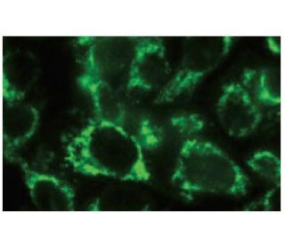 Bcl-rambo Antibody (Rocky-2) - Immunofluorescence - Image 67450 