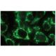 Bcl-rambo Antibody (Rocky-2) - Immunofluorescence - Image 67450 
