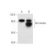 Bcl-rambo Antibody (Rocky-2) - Western Blotting - Image 80742