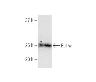 western blotting image from recommended Bcl-w (2E4) monoclonal antibody replacement. Image 347535