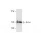 western blotting image from recommended Bcl-w (2E4) monoclonal antibody replacement. Image 347535