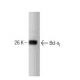 Bcl-xL(44) - Western Blotting - Image 127514