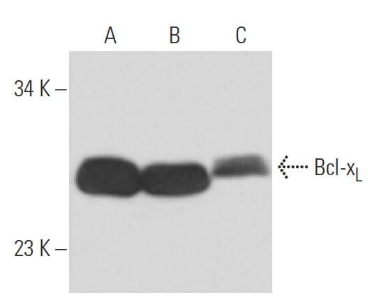く日はお得♪ bcl-xl-antibody-7b2-5-western- ボール