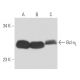 Bcl-xL Antibody (7B2.5) - Western Blotting - Image 16165 
