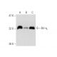 Bcl-xL Antibody (7B2.5) - Western Blotting - Image 145047
