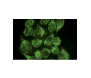 Bcl-xL Antibody (H-5) | SCBT - Santa Cruz Biotechnology