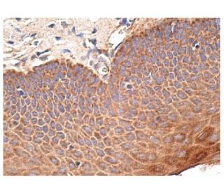 Bcl-xL Antibody (H-5) | SCBT - Santa Cruz Biotechnology