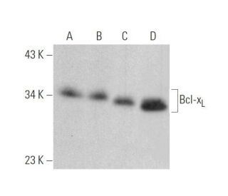 western blotting image from recommended Bcl-xL (H-5) monoclonal antibody replacement. Image 352810