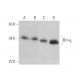 western blotting image from recommended Bcl-xL (H-5) monoclonal antibody replacement. Image 352810