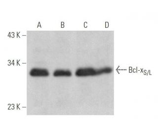 Bcl-x<sub>S/L Antibody (</sub>2H12) - Western Blotting - Image 352811 