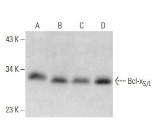 Bcl-x<sub>S/L</sub> Antibody (4E19) - Western Blotting - Image 353223 