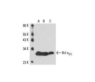 Bcl-x<sub>S/L</sub> Antibody (4H33) - Western Blotting - Image 16167 