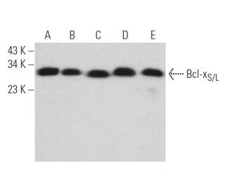 western blotting image from recommended Bcl-xS/L (D-3) monoclonal antibody replacement. Image 373495