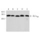 western blotting image from recommended Bcl-xS/L (D-3) monoclonal antibody replacement. Image 373495