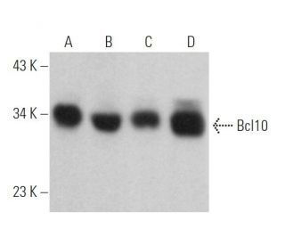 Bcl10 Antibody (151) - Western Blotting - Image 360155 