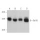 Bcl10 Antibody (151) - Western Blotting - Image 360155 