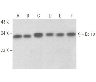 Bcl10 Antibody (A-6) - Western Blotting - Image 354090 
