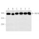 western blotting image from recommended Bcl10 (331.3) monoclonal antibody replacement. Image 174