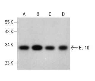Bcl10 Antibody (H-2) - Western Blotting - Image 377282 