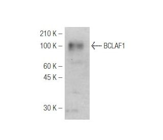 BCLAF1 Antibody (M33-P5B11) - Western Blotting - Image 47834