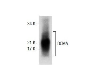 BCMA Antibody (G-4) - Western Blotting - Image 287842