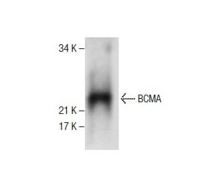 western blotting image from recommended BCMA (D-6) monoclonal antibody replacement. Image 286743