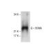 western blotting image from recommended BCMA (D-6) monoclonal antibody replacement. Image 286743