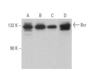 western blotting image from recommended Bcr (B-12) monoclonal antibody replacement. Image 352842