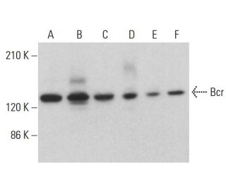 Bcr Antibody (B-12) - Western Blotting - Image 376214Each CRISPR/Cas9 Knockout (KO) Plasmid product consists of a pool of 3 plasmids designed to ensure identification and cleavage of a specific gene for maximum knockout efficiency. Each plasmid encodes a unique 20 nt sequence derived from the GeCKO (v2) library.
