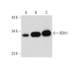 BDH1 Antibody (G-5) - Western Blotting - Image 320211 