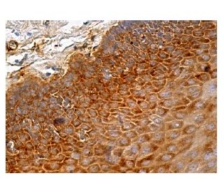 BDP1 Antibody (A-3) - Immunohistochemistry - Image 159220 