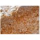 BDP1 Antibody (A-3) - Immunohistochemistry - Image 159220 