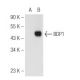 BDP1 Antibody (A-3) - Western Blotting - Image 99702