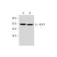 BDP1 Antibody (B-6) - Western Blotting - Image 333801