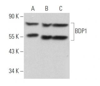 BDP1 Antibody (B-6) - Western Blotting - Image 369824 