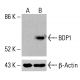 BDP1 Antibody (B-6) - Western Blotting - Image 415867 