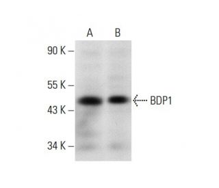 BDP1 Antibody (B-7) - Western Blotting - Image 137811 