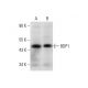 BDP1 Antibody (B-7) - Western Blotting - Image 137811 