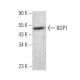 BDP1 Antibody (B-7) - Western Blotting - Image 374895
