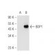 BDP1 Antibody (C-2) - Western Blotting - Image 93729